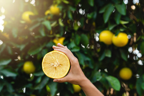 Woman holds half of lemon in her hand on lemon tree background. stock photo
