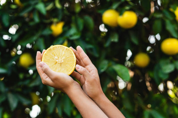 mulher segura metade de limão em suas mãos no fundo do limoeiro. - close up women horizontal citrus fruit - fotografias e filmes do acervo