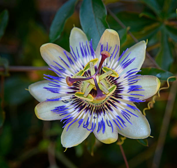 istock Passion Vine Flower Close-up 1383497275
