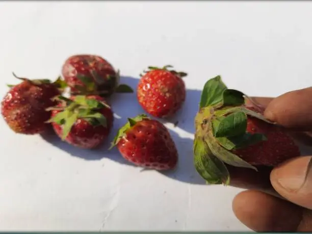 Photo of The garden strawberry are cultivated worldwide for their fruit.