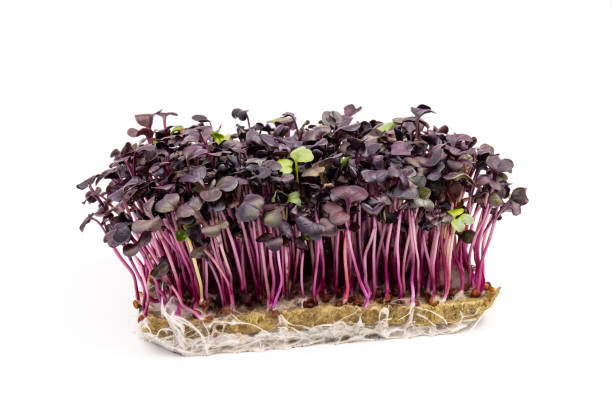 istock Fresh purple radish sprouts isolated on white. Microgreens. 1383497530