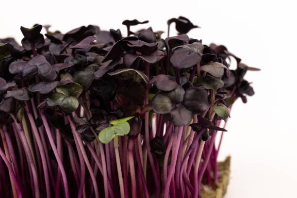 istock Fresh purple radish sprouts isolated on white. Microgreens. 1383497571