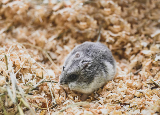 istock gray hamster sits in sawdust. portrait with place for text 1383498802