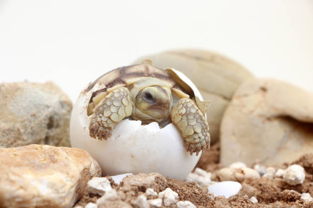 istock Africa spurred tortoise being born, Tortoise Hatching from Egg 1383498878
