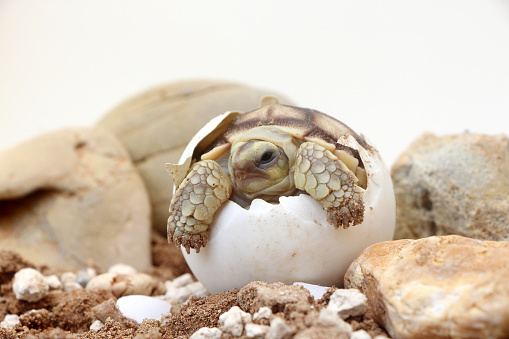 Africa spurred tortoise being born, Tortoise Hatching from Egg, Cute portrait of baby tortoise hatching, Birth of new life,Natural Habitat