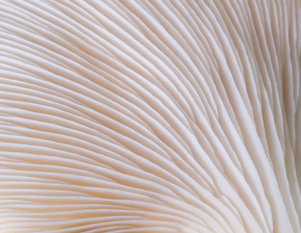istock macro Mushroom plants, beautiful in nature background 1383498938