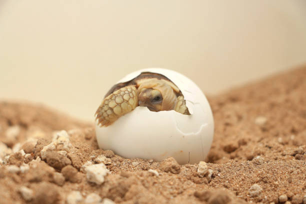Africa spurred tortoise being born, Tortoise Hatching from Egg, Cute portrait of baby tortoise hatching, Birth of new life,Natural Habitat