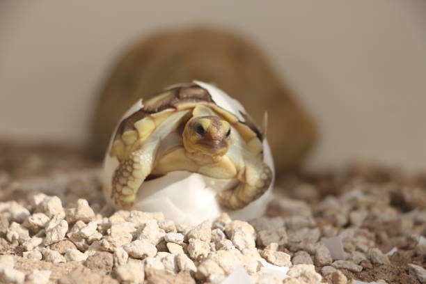 istock Africa spurred tortoise being born, Tortoise Hatching from Egg 1383498982