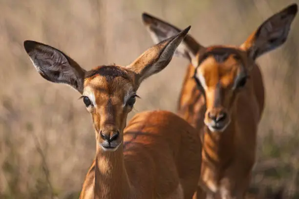 Photo of Two Impala (Aepyceros melampus) lambs 15217