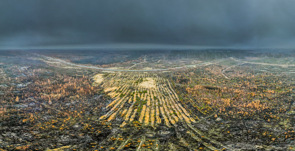 Aerial view of forest after fire destruction with empty road, Volga region