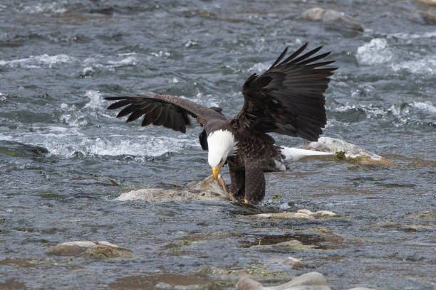 chum salmon and bald eagles return to haines, alaska after absence in 2020
