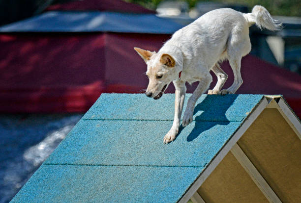 istock Mixed Breed Dog on Top of A-frame Obstacle 1383504416