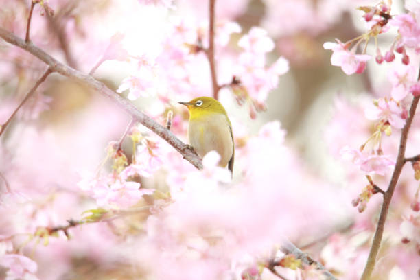 istock White-eye and cherry blossoms 1383505001