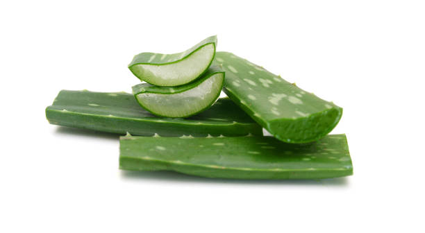istock An aged of aloe tree on white background 1383505619
