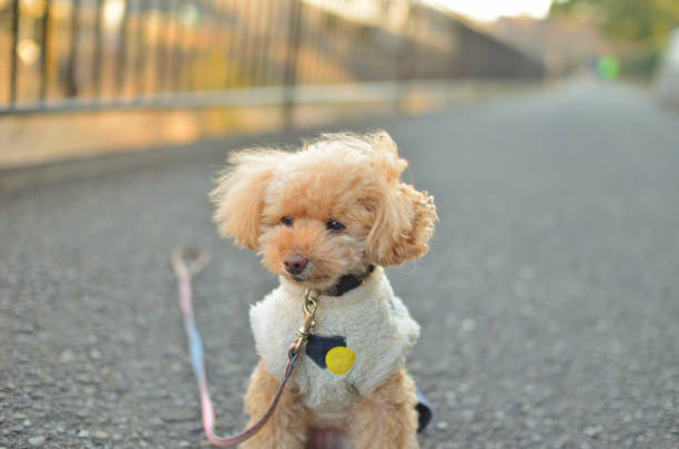 Cute toy poodle and sunset