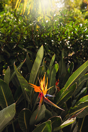 Strelitzia - traditional flower of Madeira island. Sunny summer day.
