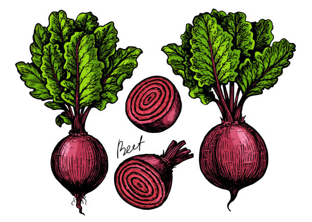 葉っぱのビート。新鮮な農場野菜ベクターイラスト - beet common beet isolated root vegetable点のイラスト素材／クリップアート素材／マンガ素材／アイコン素材