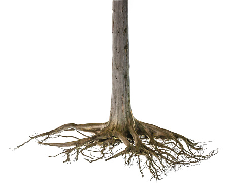 Rootstock of a dead tree