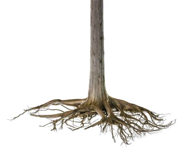 Rootstock of a dead tree Rootstock of a dead tree snag tree stock pictures, royalty-free photos & images