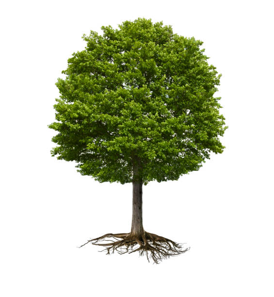 green tree with rootstock isolated - deciduous tree fotos imagens e fotografias de stock