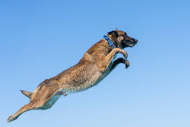 Malinois dog against a blue sky after jumping off a dock