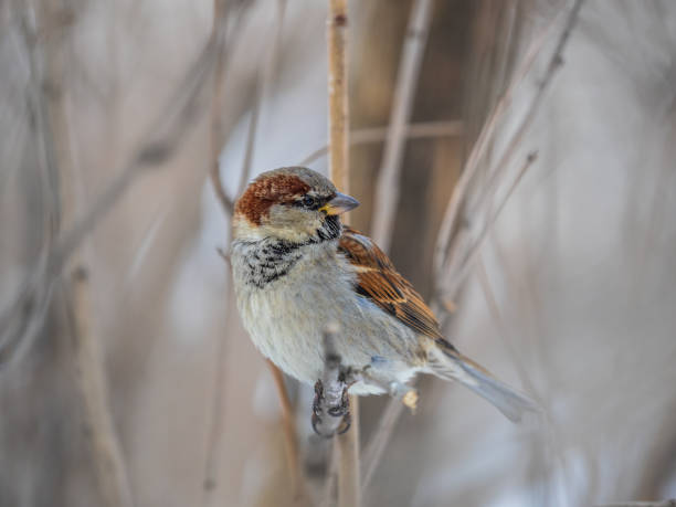 istock Sparrow sits on a branch without leaves. 1383507682