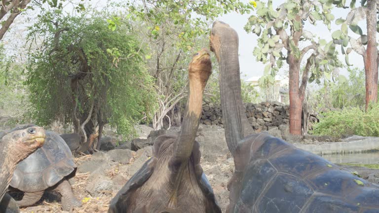 Giant turtle of the galapagos fighting