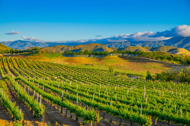 istock Southern California vineyard at Temecula 1383507891