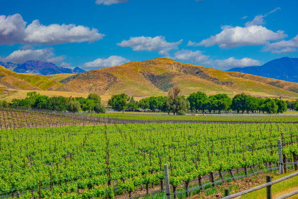 istock Spring vineyard in the Santa Ynez Valley Santa Barbara, CA 1383507974