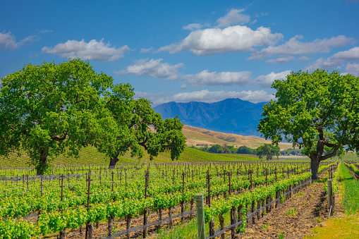 Rolling hills  with springtime vineyard and mountain backdrop Santa Barbara