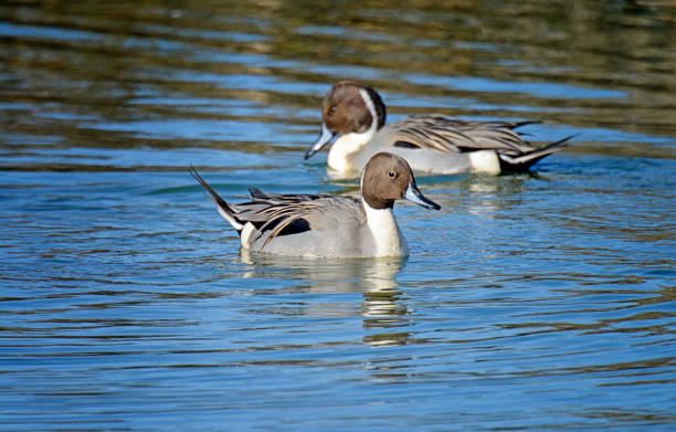 istock Two Male Pintail Ducks Swimming 1383508962
