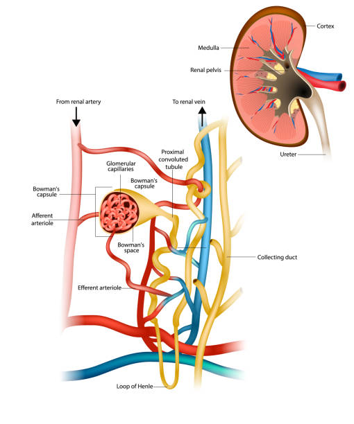 Structure of the Nephron and Glomerular filtration or glomerulus. Nephrology. Renal physiology. Structure of the Nephron and Glomerular filtration or glomerulus. Nephrology. Renal physiology. Bowman's capsule. medulla stock illustrations