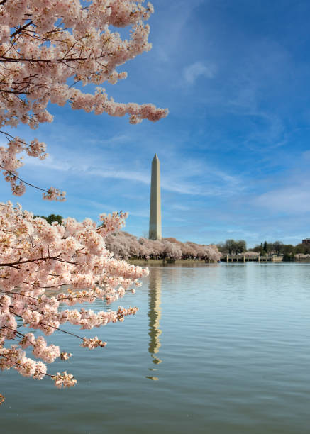istock Cherry blossoms in full bloom along the Tidal Basin in Washington DC 1383508969