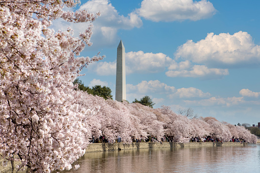 Cherry blossoms in full bloom along the Tidal Basin in Washington DC