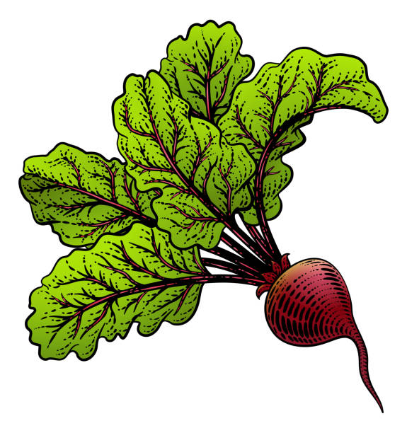 ilustraciones, imágenes clip art, dibujos animados e iconos de stock de remolacha de remolacha vegetal xilografía ilustración - vegetable beet vegetable garden woodcut