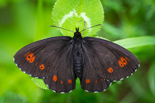 A large ringlet butterfly (Erebia euryale) resting on a plant