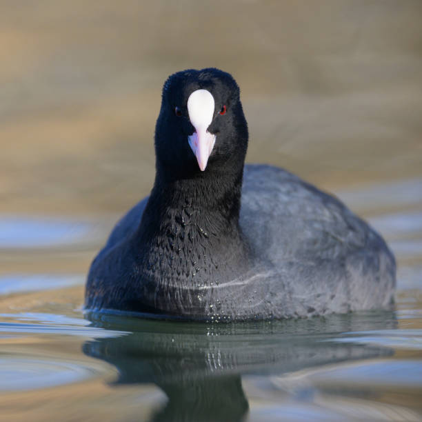 istock A Eurasian Coot swimming on a lake 1383510014