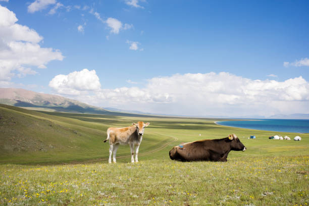 Song lake cow and calf by the lake