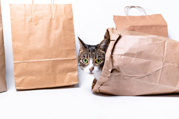 istock Cat sitting in a paper, craft bag 1383511596