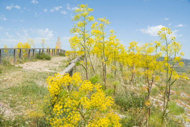 gelbe ferula communis blumen cuenca spanien. - cuenca province stock-fotos und bilder