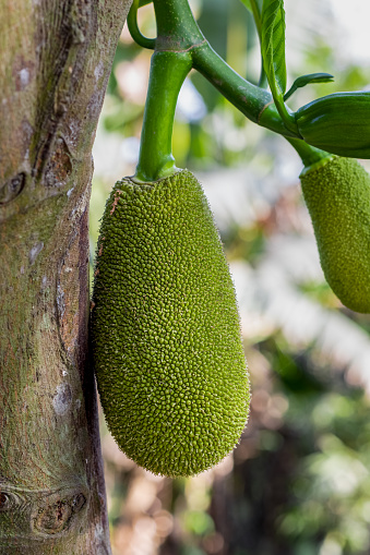 Close up shot of growing young jackfruit on the tree in the garden