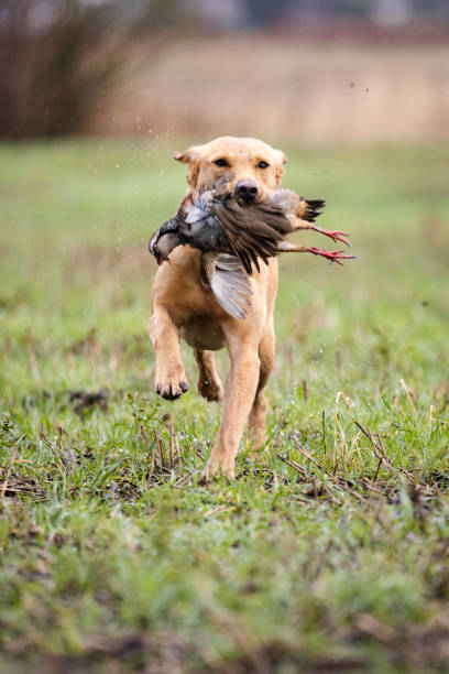 labrador odzyskujący kuropatwę - pheasant hunting dog retriever zdjęcia i obrazy z banku zdjęć