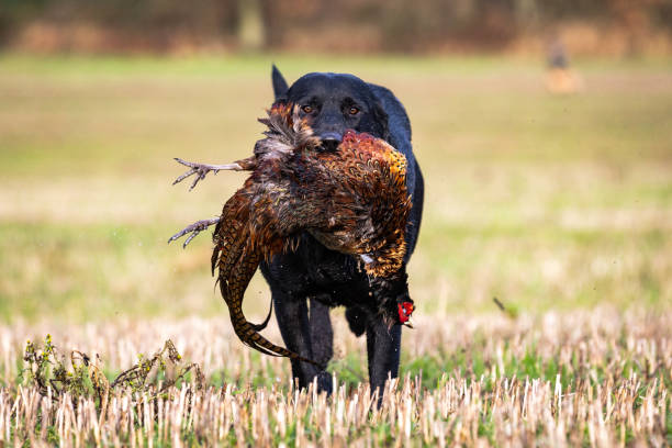 labrador récupérant le faisan - pheasant hunting dog retriever photos et images de collection