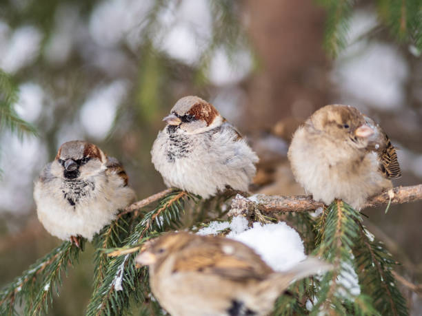 istock Three Sparrows sits on a fir branch in the autumn or winter 1383515708