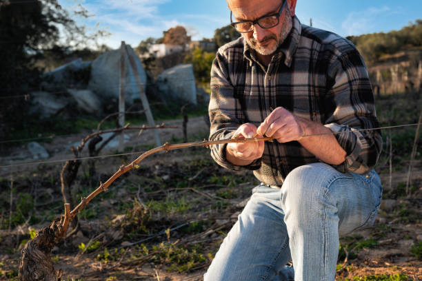 istock Farmer pruning the vine in winter. Agriculture. 1383516081