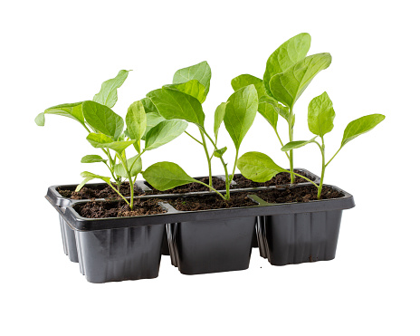 Eggplant seedling in black pots. Aubergine sprouts isolated on white background. Gardening concept, springtime.