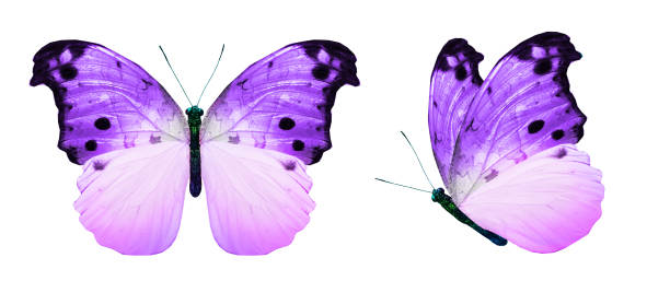 istock Color monarch butterflies, isolated on the white background 1383517371