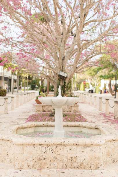 Magical Pink Silk Floss Tree in Full Bloom in the Spring in Palm Beach, Florida