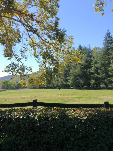 istock Green meadow with horses and mountain range in distance 1383518487