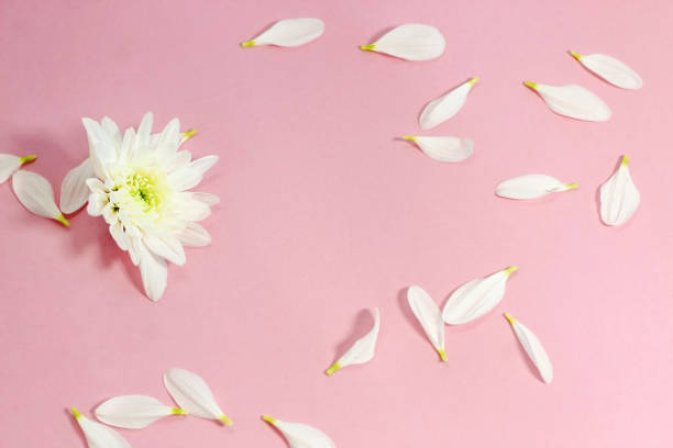 istock Floral background for design. Chrysanthemum and petals. Space for text 1383519056